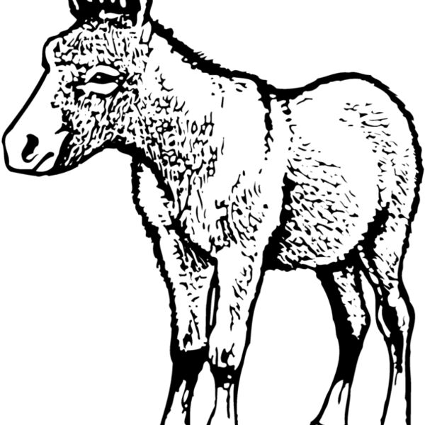 BURRO009 Thumbnail