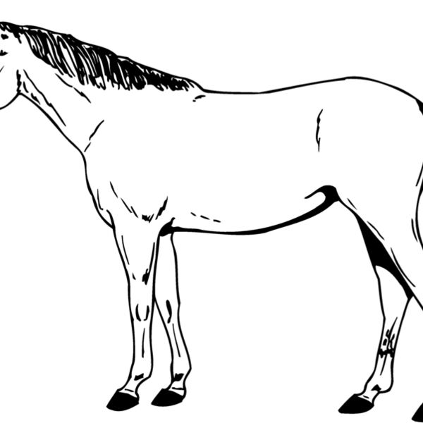 HORSE024 Thumbnail