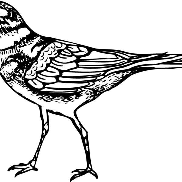 BIRD007 Thumbnail