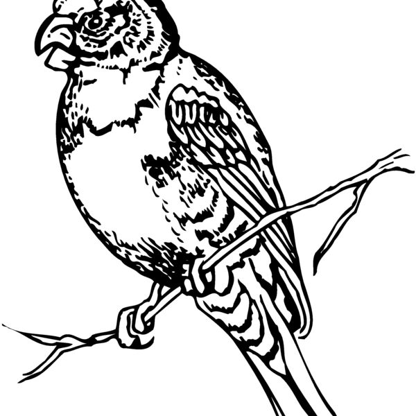 BIRD008 Thumbnail