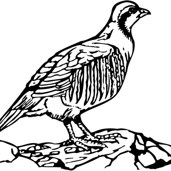 BIRD045 Thumbnail
