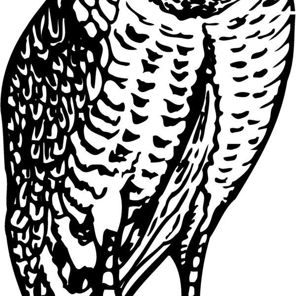 BIRD047 Thumbnail