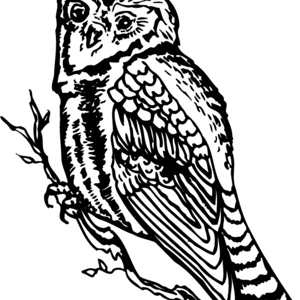 BIRD048 Thumbnail