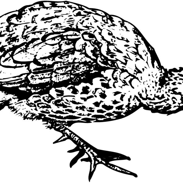 BIRD071 Thumbnail