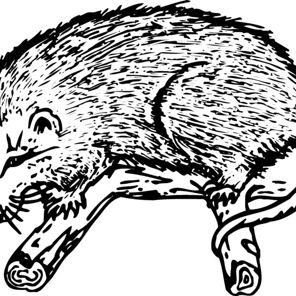POSSUM01 Thumbnail