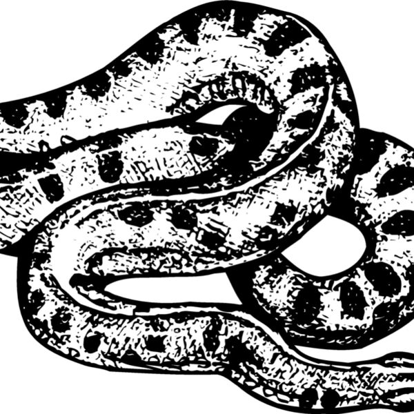 SNAKE010 Thumbnail